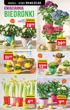 Pogląd oferty "Biedronka gazetka od niedzieli" - ważna od 29.03.2026 | Strona: 27 | Produkty: Azalia, Doniczki, Róża w doniczce, Kalanchoe