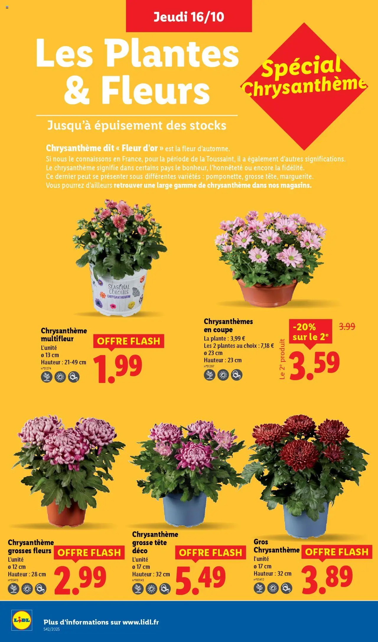 {H1} | Page: 36 | Produits: Plantes, Chrysanthème