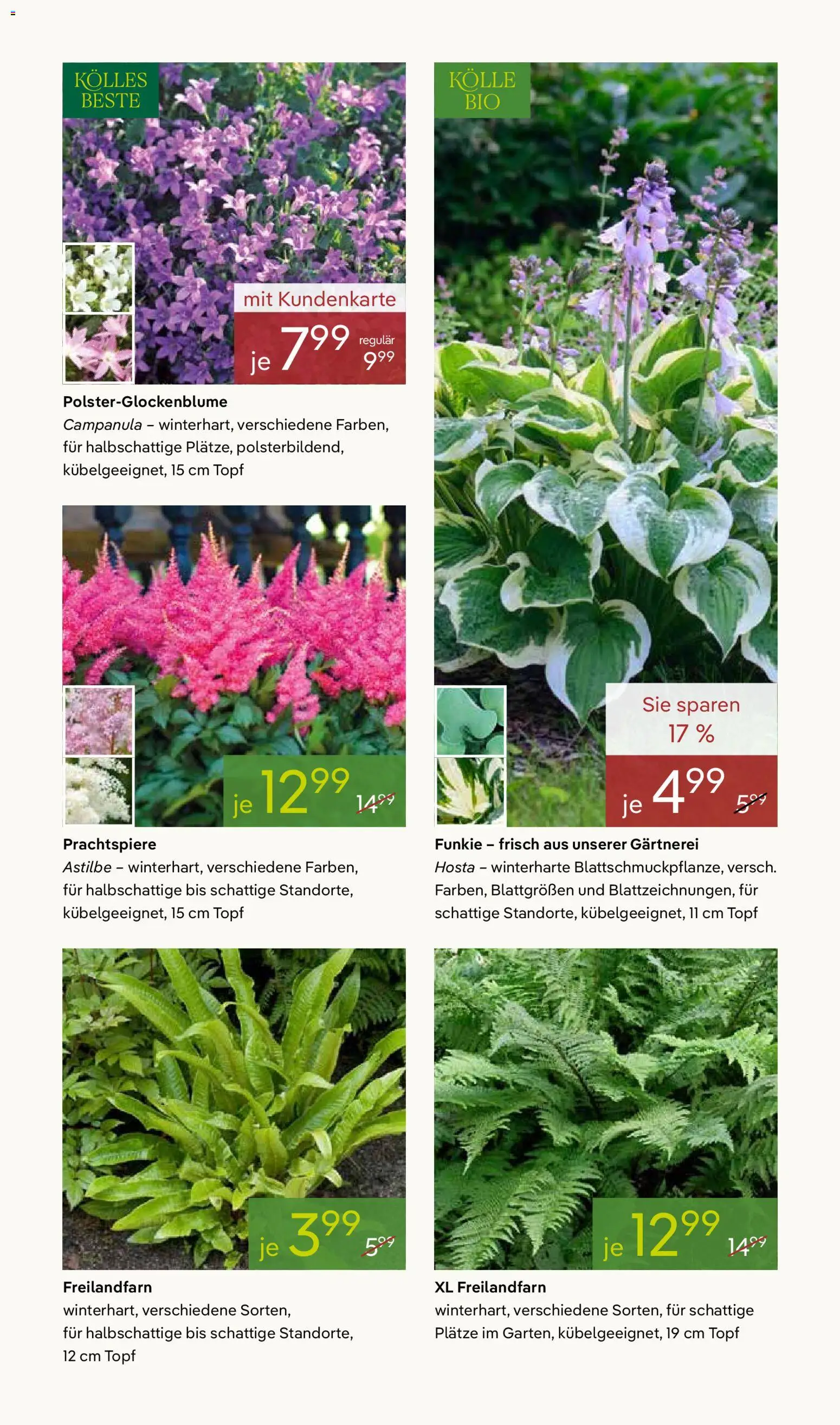 Pflanzen-Kölle Prospekt 	 – gültig ab 13.04.2026 | Seite: 11