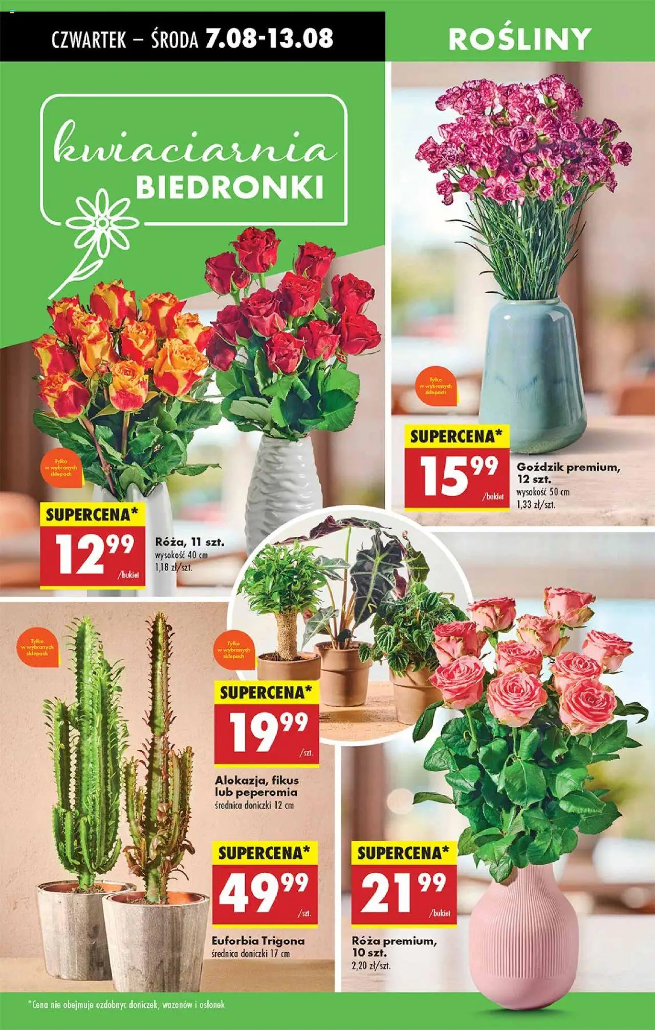 Biedronka gazetka - Oferta W tym tygodniu od 07.08.2025 | Strona: 56 | Produkty: Goździk, Rosliny, Doniczki, Fikus