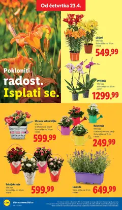 Kalanhoja, Više boja, U ukrasnoj metalnoj saksiji, Visina biljke cca 15 cm - pregled Lidl kataloga - važi od 23.04.2026 | Strana: 68 | Proizvode: Kalanhoja, Sobne biljke, Orhideja, Ruze