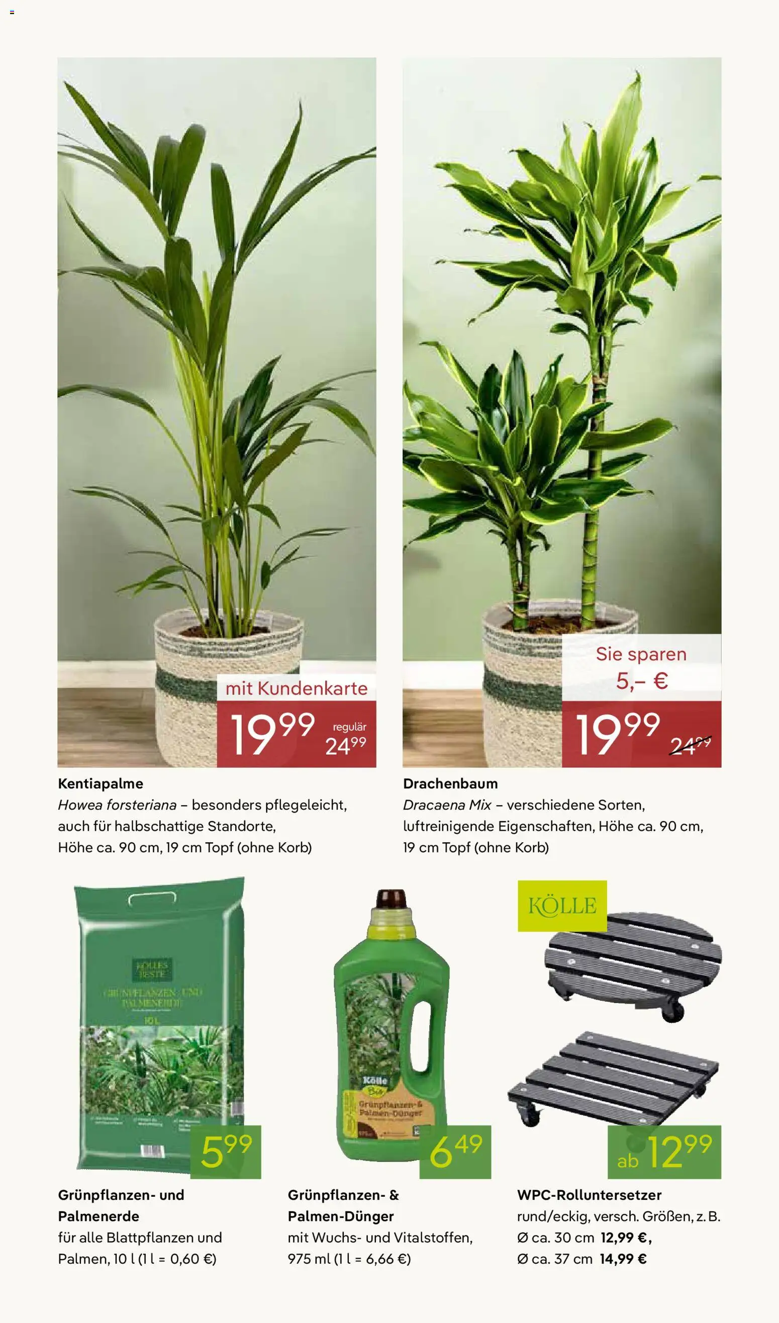 Pflanzen-Kölle Valentinstag – gültig ab 09.02.2026 | Seite: 7