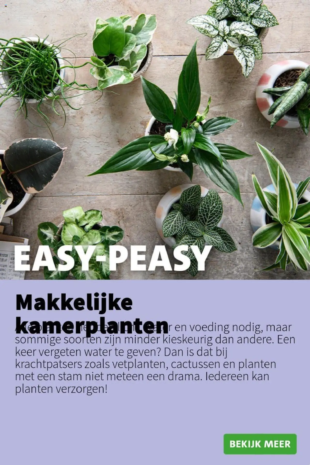 {H1} | Pagina: 3 | Producten: Kan, Festék