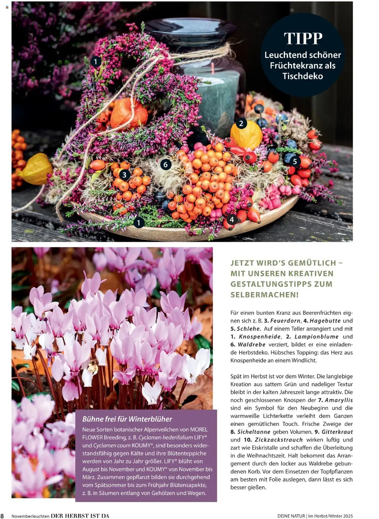 Dehner Prospekt Deine Natur – gültig ab 09.10.2025 | Seite: 8