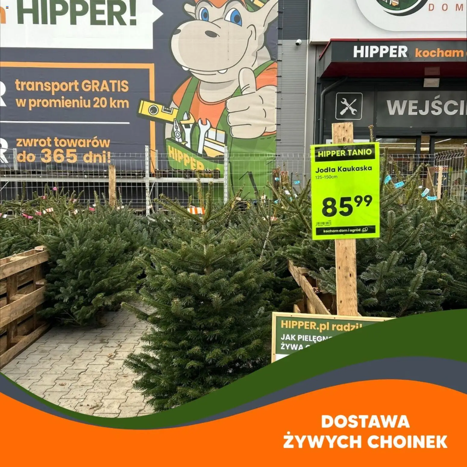 Hipper Gazetka od 21.11.2025 | Strona: 6 | Produkty: Jodła kaukaska