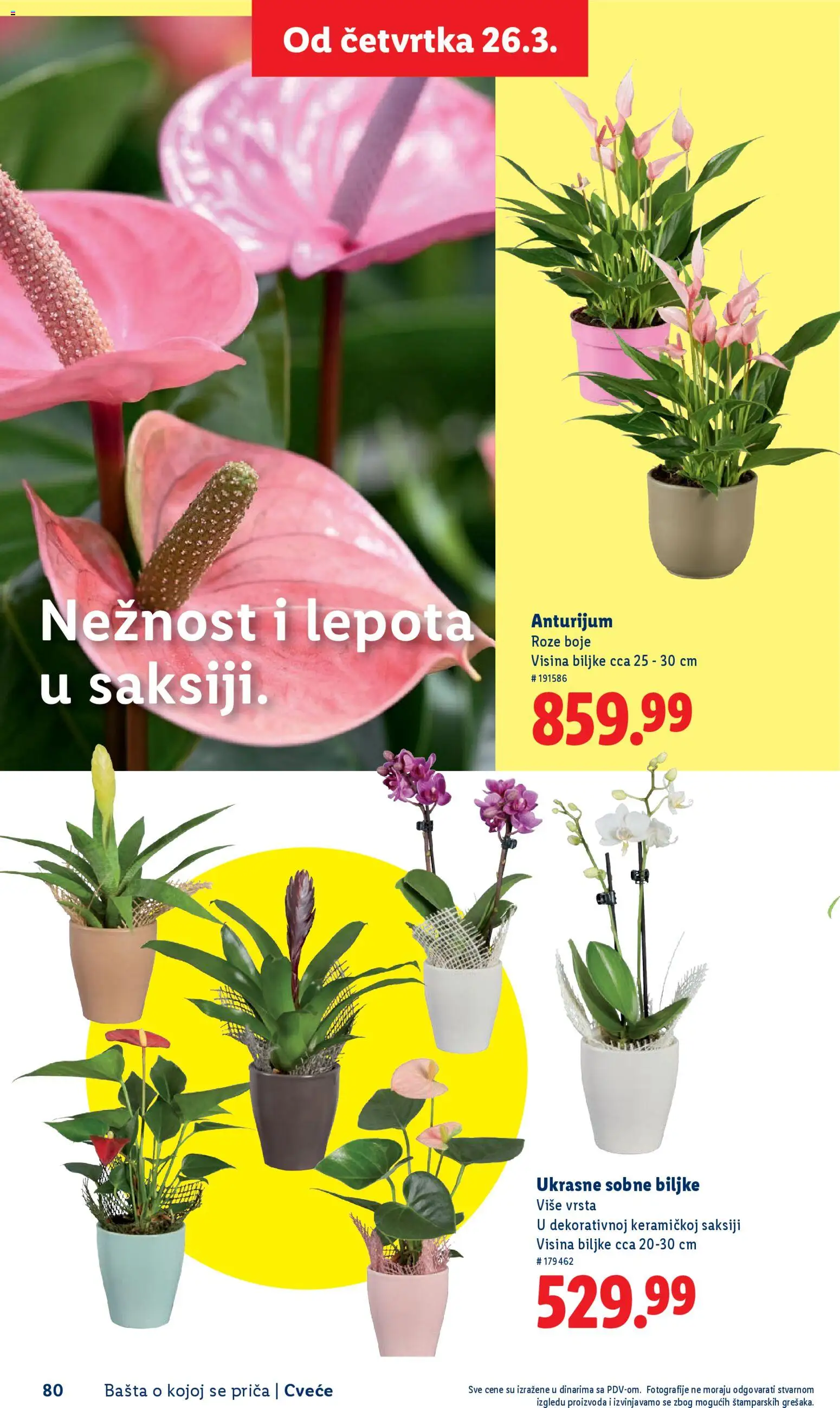 Lidl katalog - važi od 26.02.2026 | Strana: 80 | Proizvode: Sobne biljke, Cvece