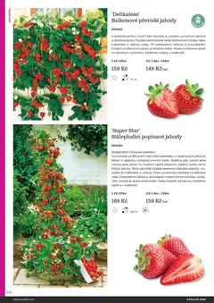 Náhled letáku Starkl katalog od 25.02.2026 | Strana: 132 | Produkty: Ovoce, Truhlíky, Květináče, Rostliny