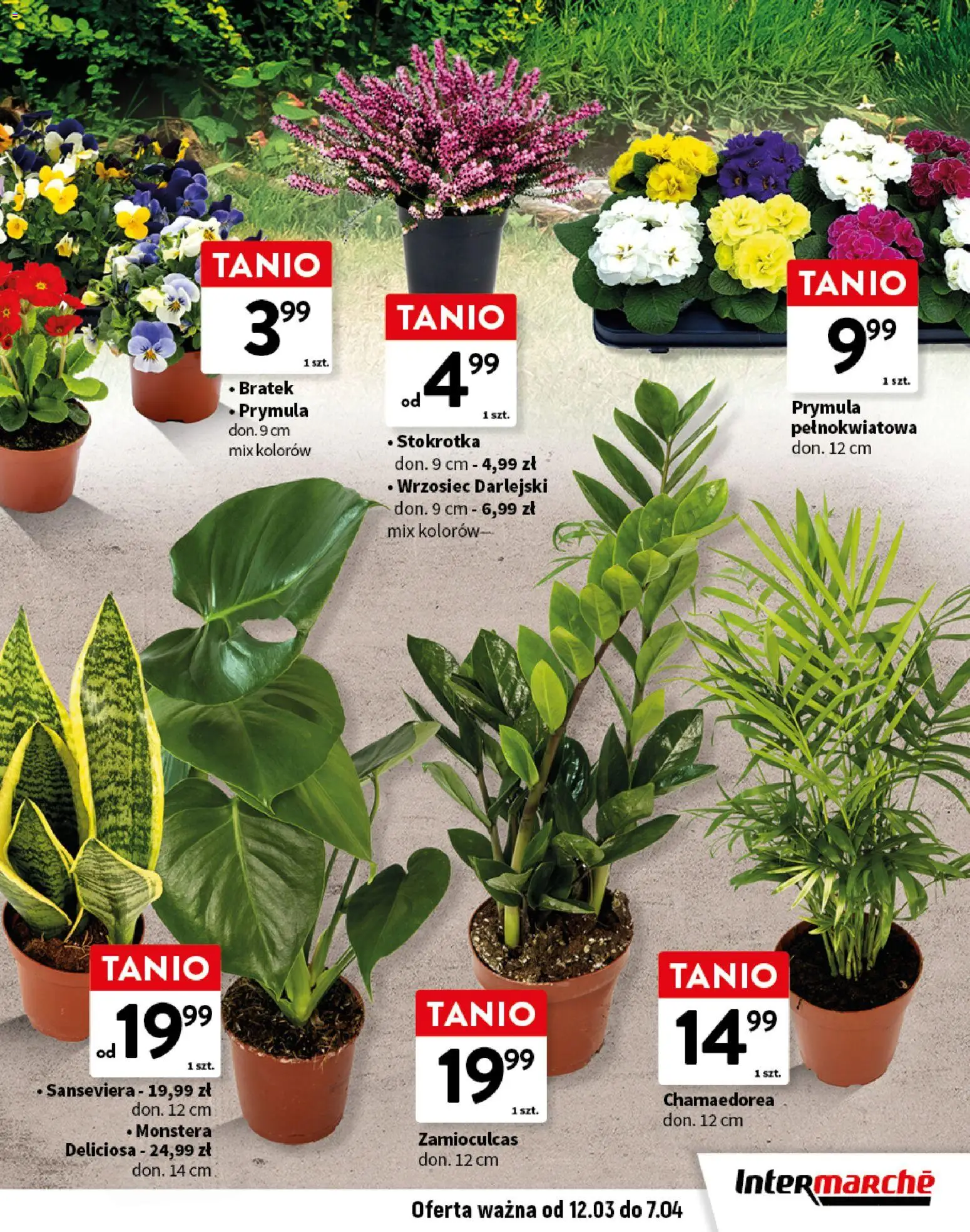 Intermarche gazetka - Wielkamос Inspiracji od 12.03.2026 | Strona: 13 | Produkty: Stokrotka, Zamioculcas