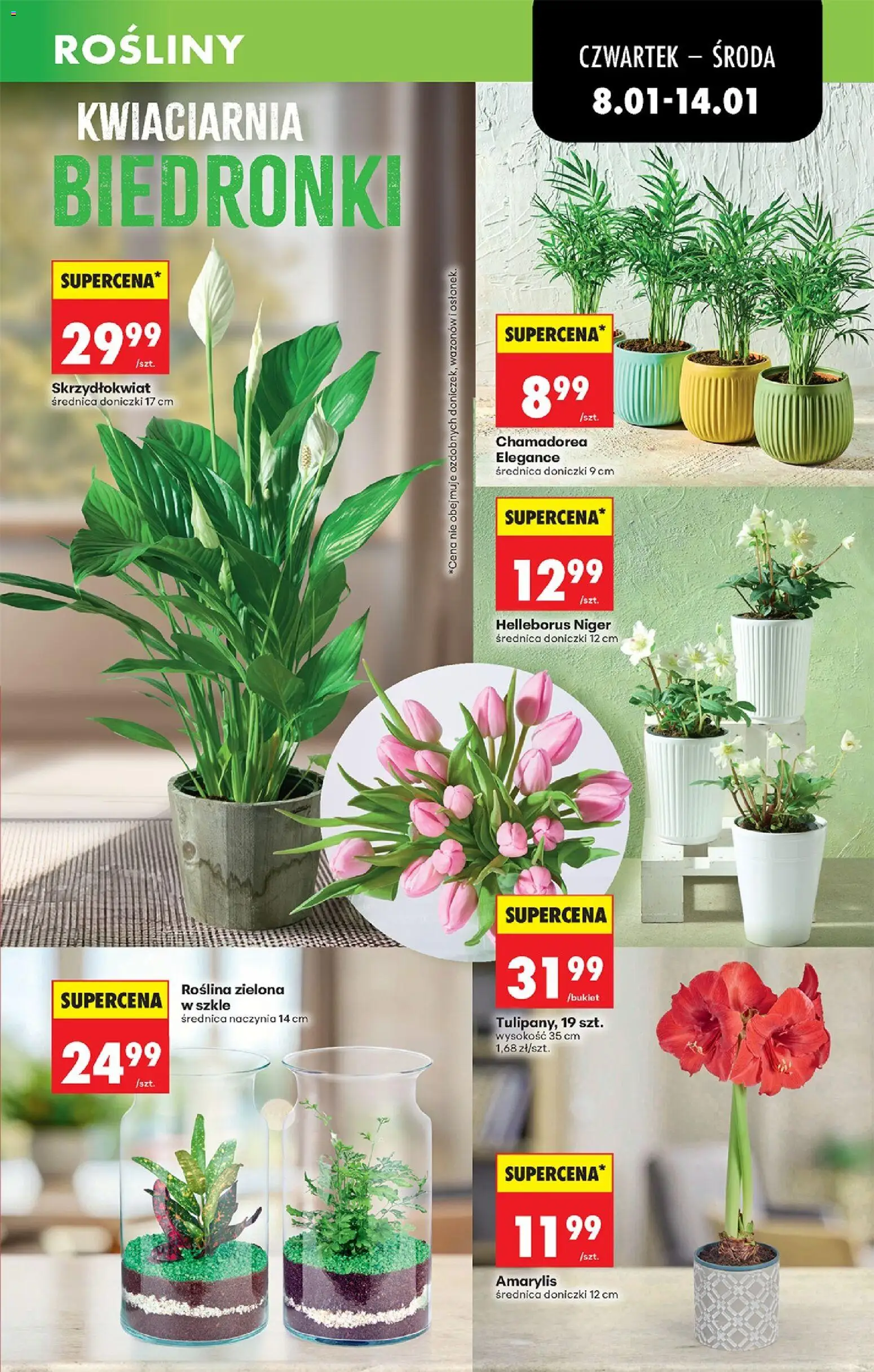 Biedronka gazetka - Oferta w tym tygodniu od 08.01.2026 | Strona: 19 | Produkty: Amarylis, Rosliny, Doniczki
