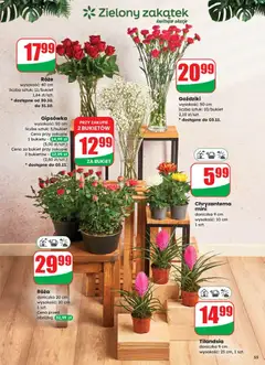 Pogląd oferty "Goździki, wysokość: 50 cm liczba sztuk: 10/bukiet" - ważna od 29.10.2025 | Strona: 55