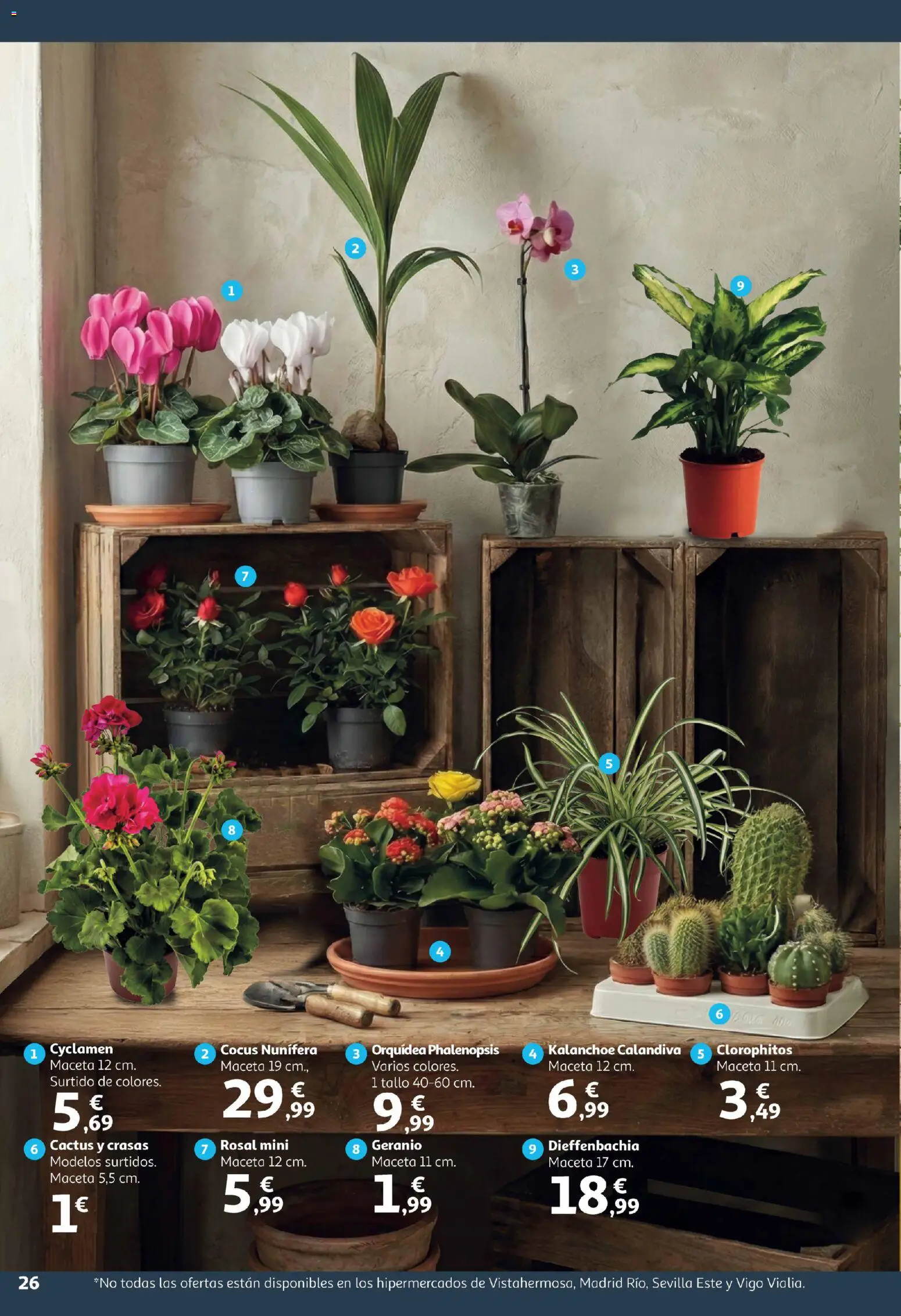 Alcampo -  Canarias │ válido desde el 09.01.2026 | Página: 26 | Productos: Maceta