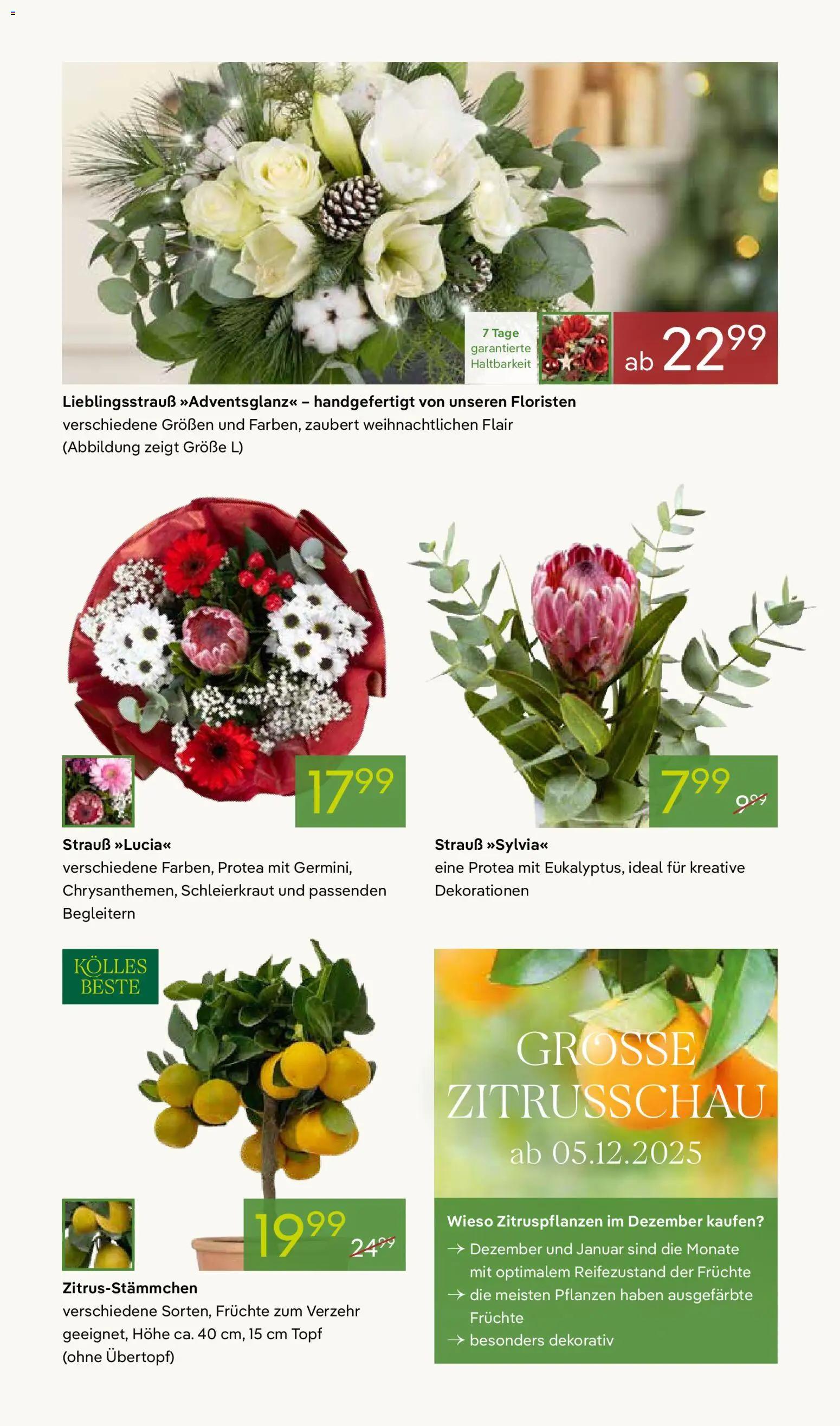Pflanzen-Kölle Prospekt 	 – gültig ab 01.12.2025 | Seite: 7