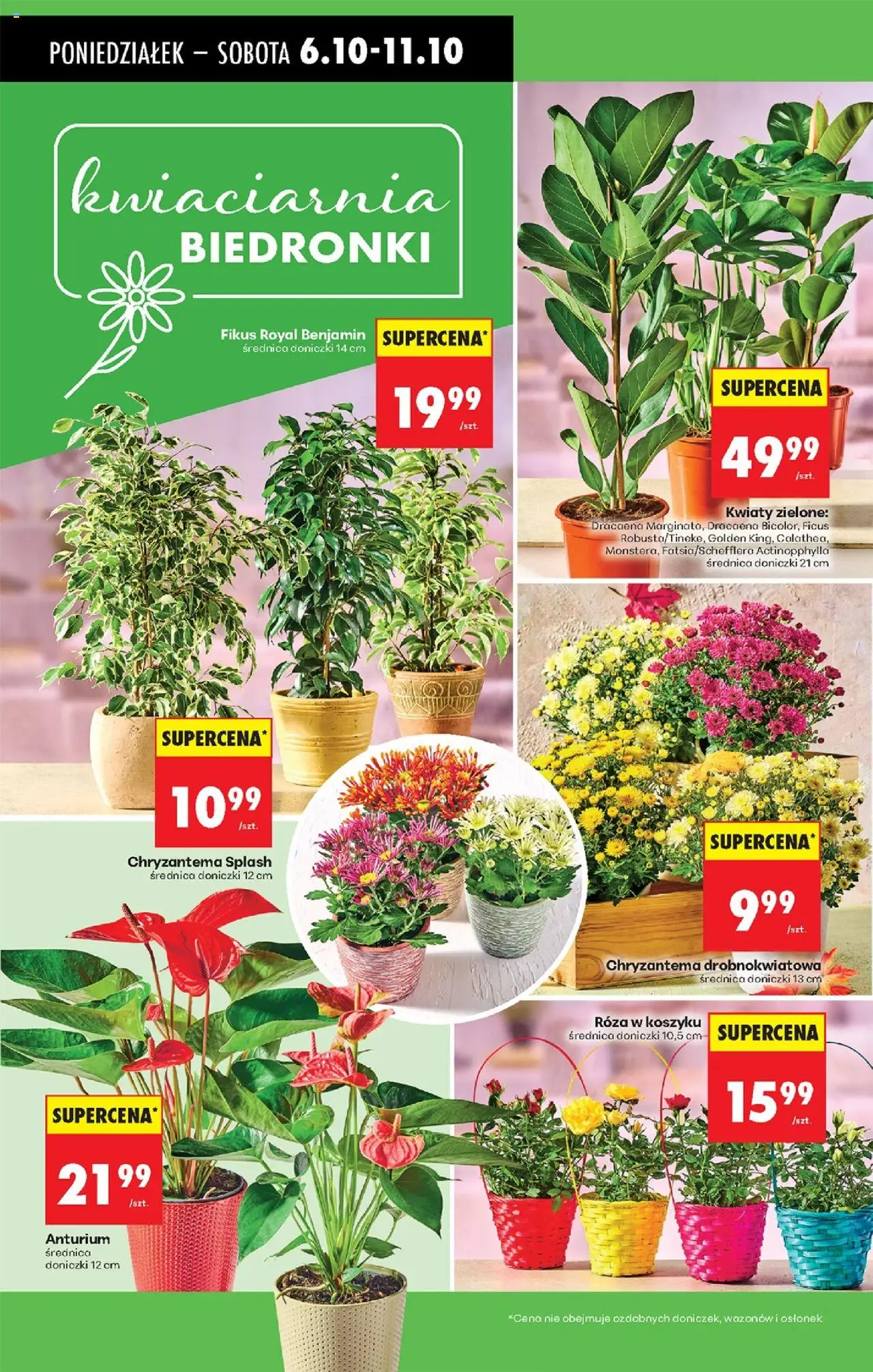 Biedronka gazetka od 06.10.2025 | Strona: 26 | Produkty: Doniczki, Kwiaty, Fikus