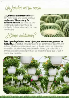 Vista previa Alcampo - Jardín válido desde el 11.02.2025 | Página: 17 | Productos: General