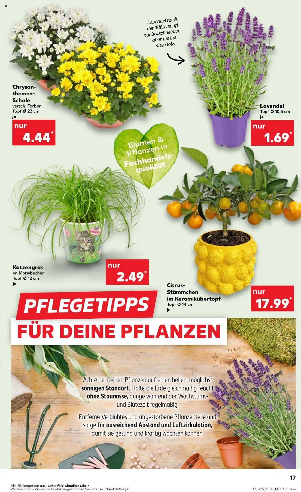 Kaufland prospekt Kaufbeuren	 - gültig ab dem 22.06.2025 | Seite: 30 | Produkte: Blumen, Lavendel