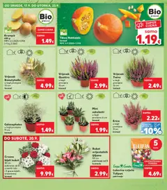 Kaufland katalog | vrijedi od 17.09.2025 | Stranica: 9 | Proizvodi: Krumpir