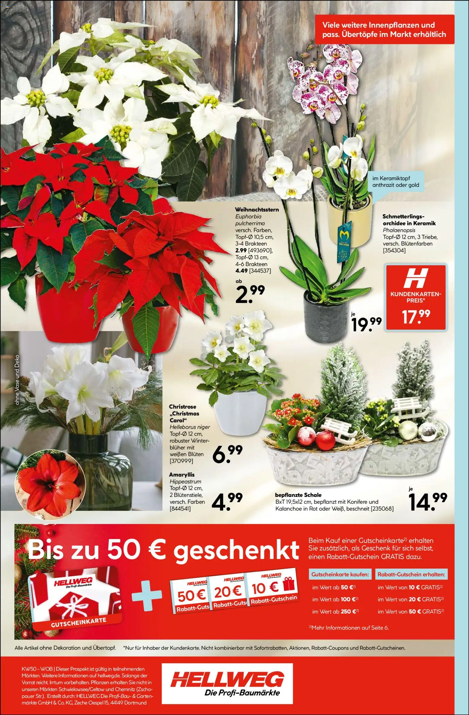 Hellweg Prospekt – gültig ab 08.12.2025 | Seite: 8 | Produkte: Orchidee, Vase