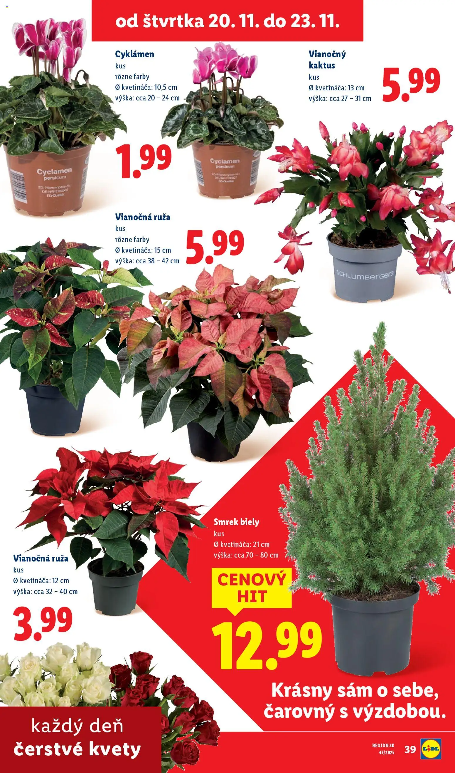 Nové Lidl akcie – leták je platný od 20.11.2025 | Strana: 31 | Produkty: Kvety