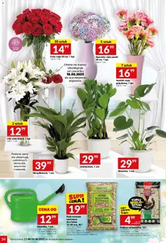 Twój Market Gazetka od 17.06.2025 | Strona: 34 | Produkty: Goździk, Zamioculcas, Róż, Kwiaty