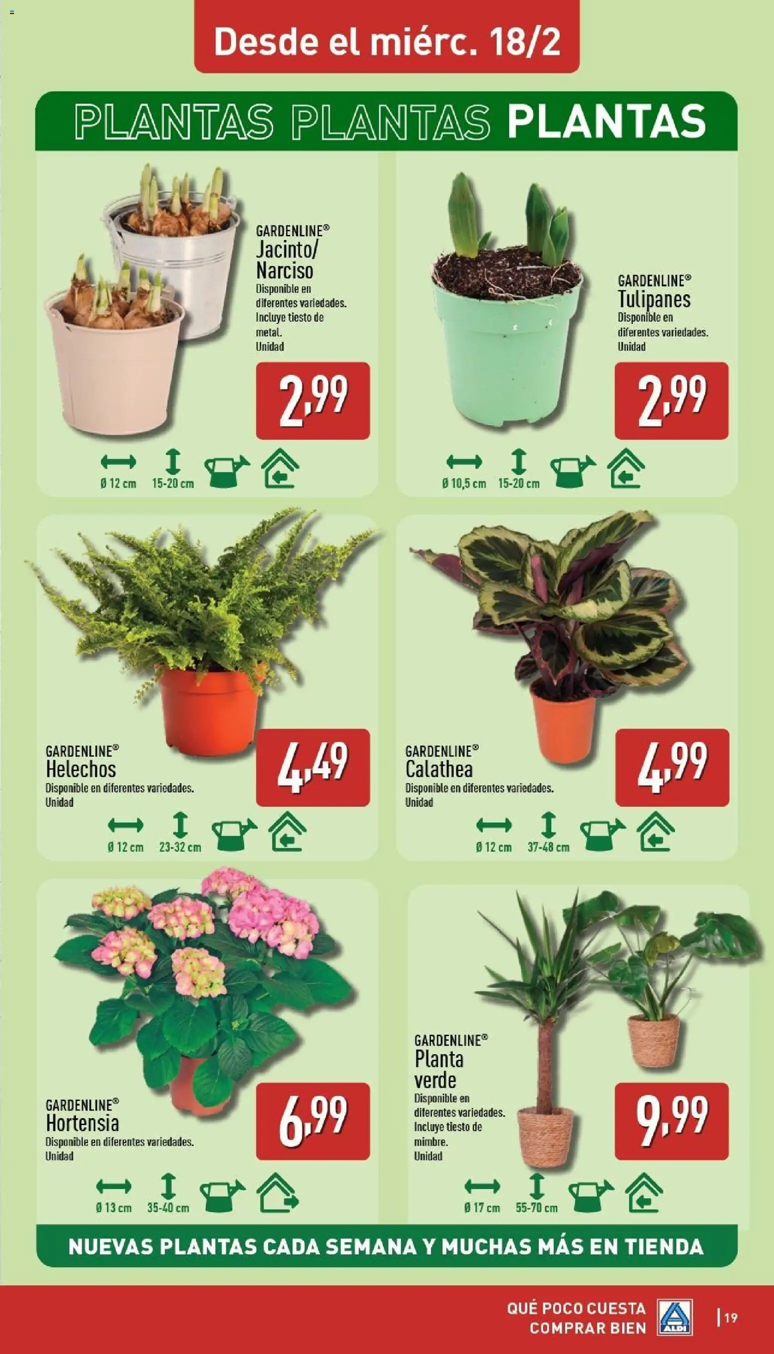 Aldi folleto Península │ válido desde el 16.02.2026 | Página: 19