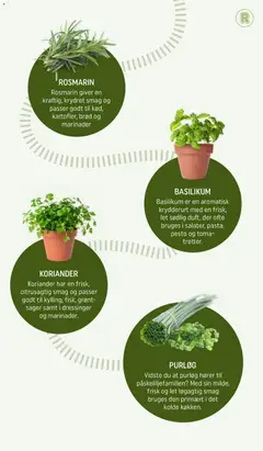 BASILIKUM, Basilikum er en aromatisk krydderurt med en frisk, let sødlig duft, der ofte bruges i salater, pasta, pesto og tomatretter. gyldig fra 31.03.2026 | Side: 6