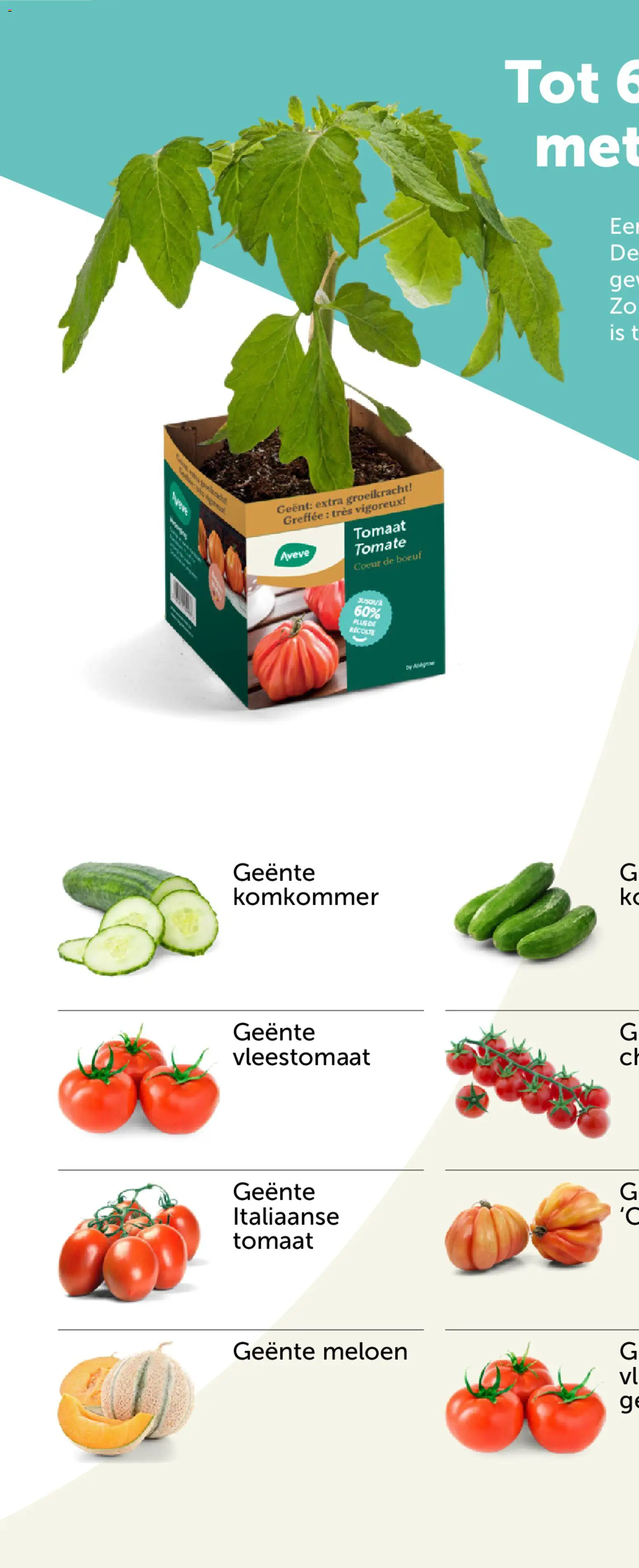 {H1} | Pagina: 60 | Producten: Meloen, Tomaat, Komkommer