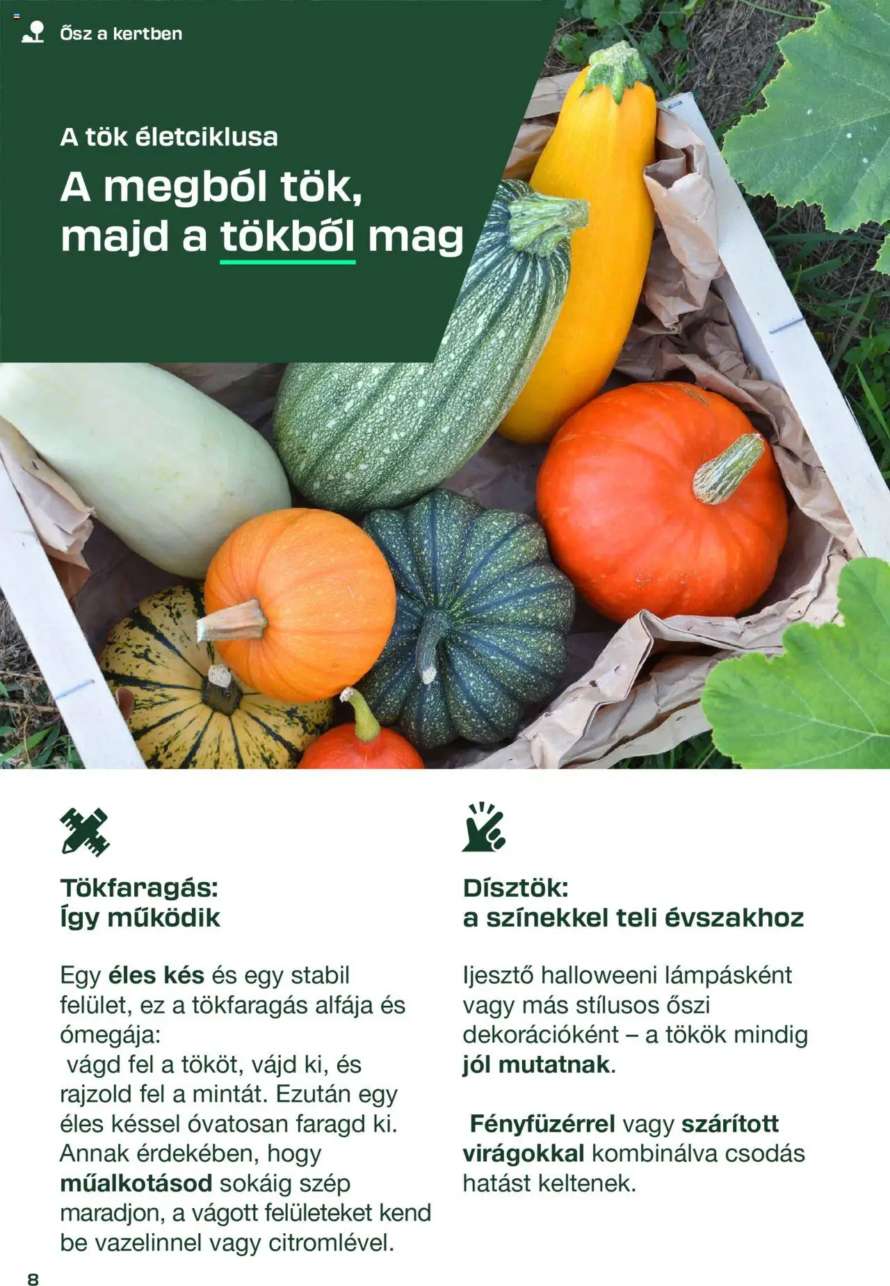 Lidl akciós ujság - amely érvényes a következő dátumtól: 26.08.2025 | Oldal: 8 | Termékek: Tök, Kés