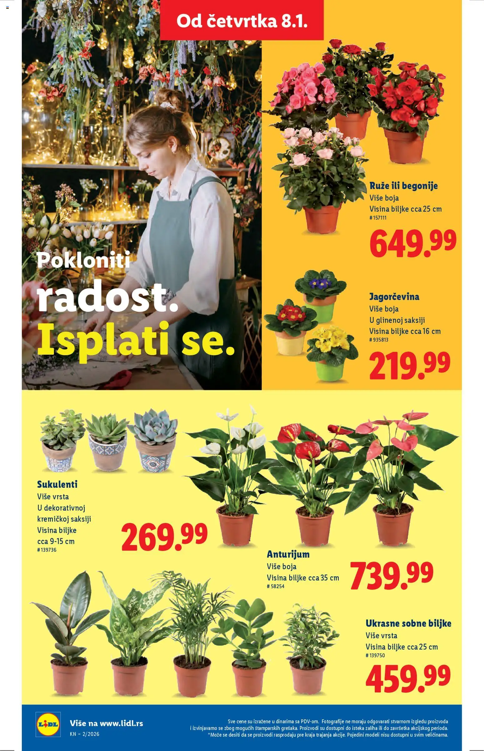 Lidl katalog - važi od 08.01.2026 | Strana: 50 | Proizvode: Sobne biljke, Ruze