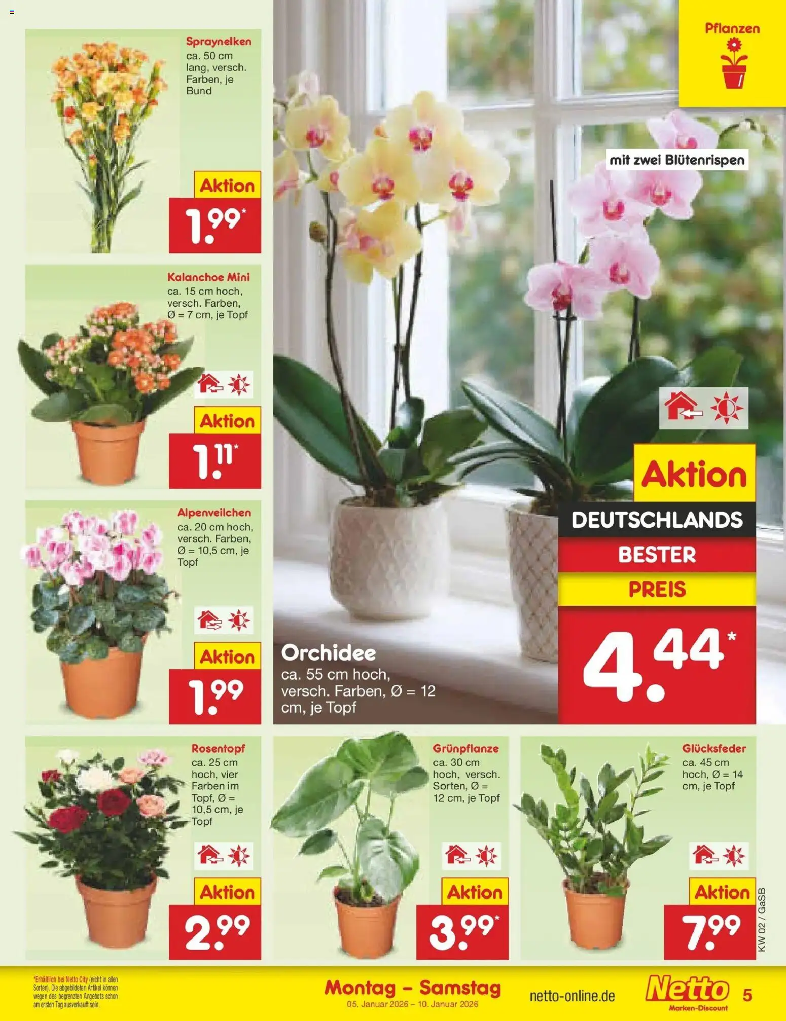 Netto Marken-Discount - Netto: Wochenangebote – gültig ab 04.01.2026 | Seite: 5 | Produkte: Orchidee