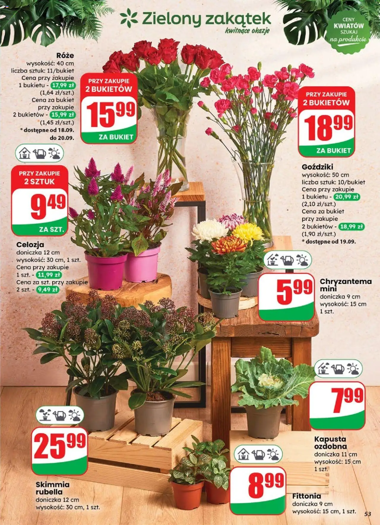 Dino Gazetka od 17.09.2025 | Strona: 53 | Produkty: Kapusta, Goździki, Doniczka