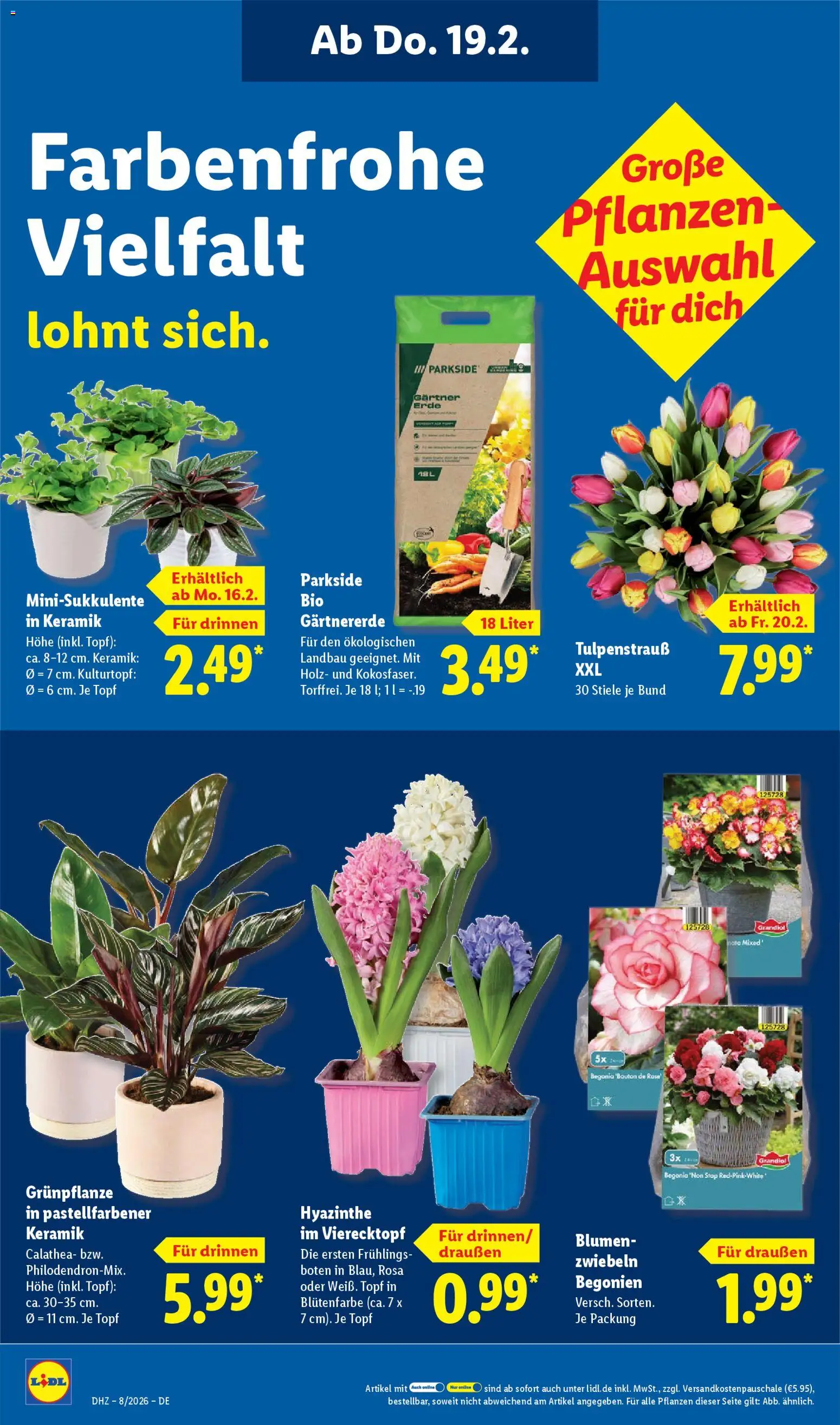 Lidl Prospekt Zossen – gültig ab 16.02.2026 | Seite: 26 | Produkte: Blumen, Zwiebeln