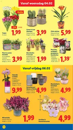 Valentijn orchidee, Orchidee, arrangement in, verlicht hart, Potmaat: Ø 5,5 cm, Hoogte: ca. 22 cm - Voorbeeld van een folder van Lidl, geldig van 02.02.2026 | Pagina: 17