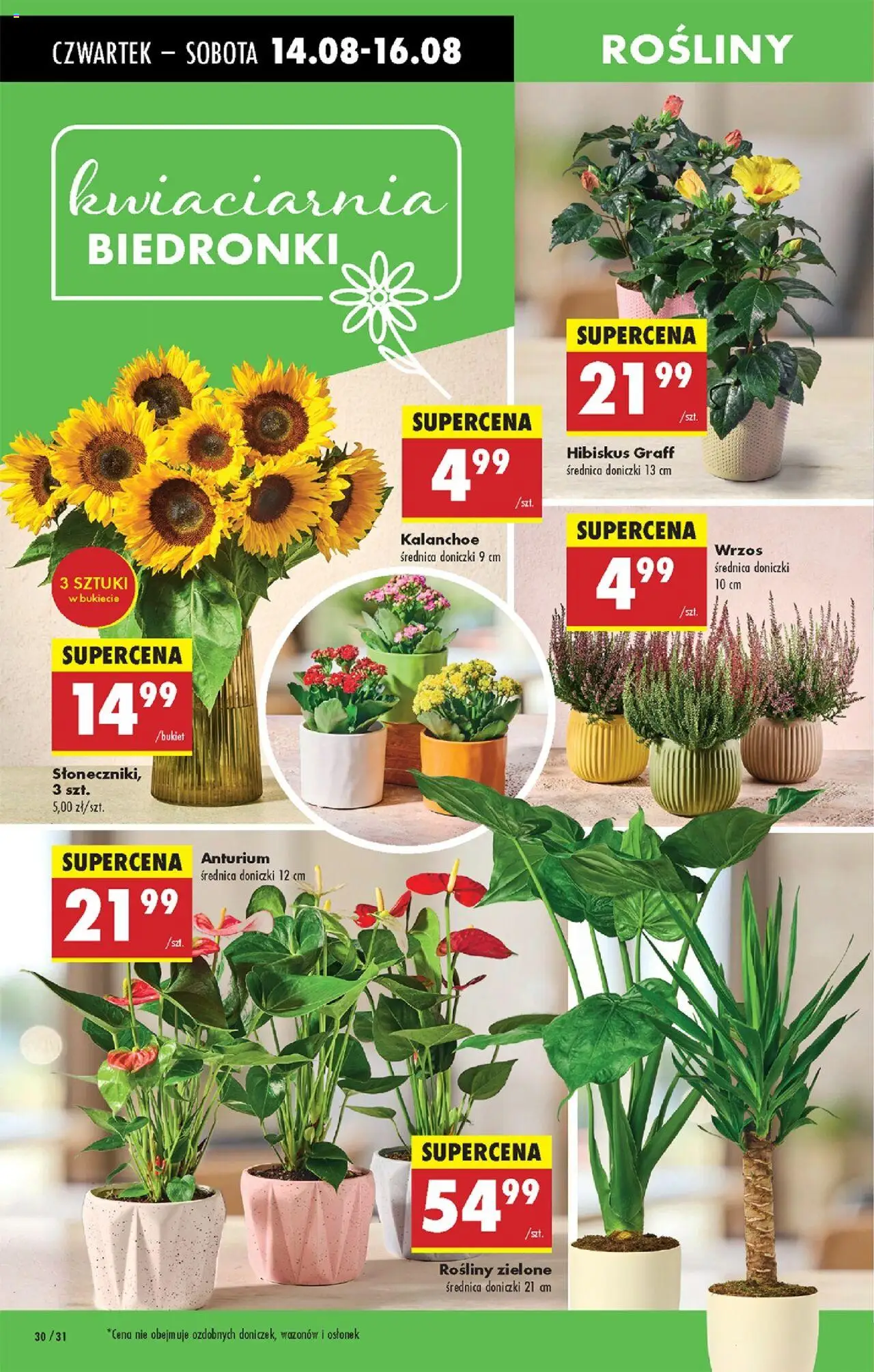 Biedronka gazetka - Oferta w tym tygodniu od 14.08.2025 | Strona: 36 | Produkty: Hibiskus Graff, Rosliny, Doniczki, Kalanchoe