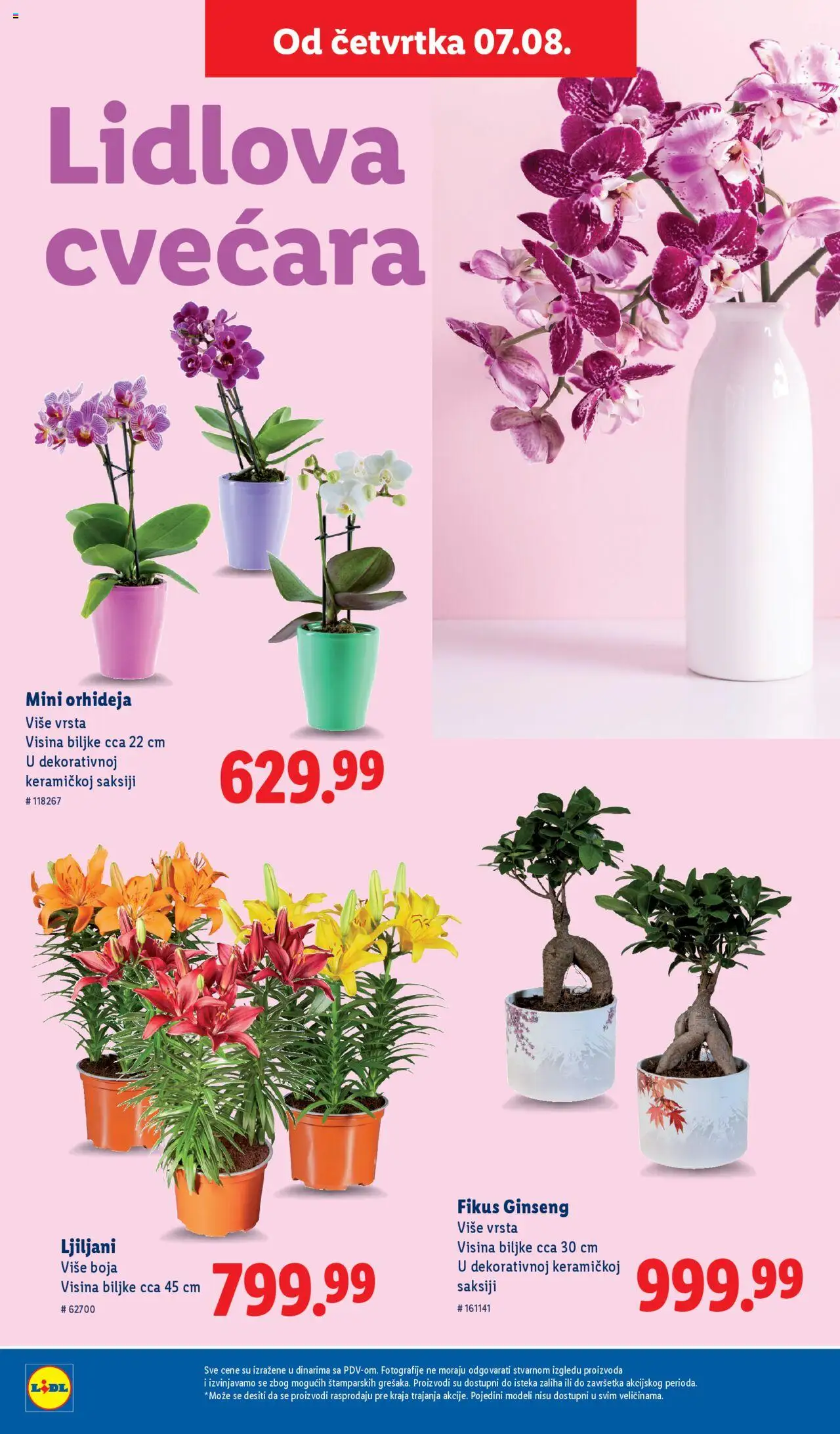 Lidl katalog - važi od 07.08.2025 | Strana: 42 | Proizvode: Orhideja