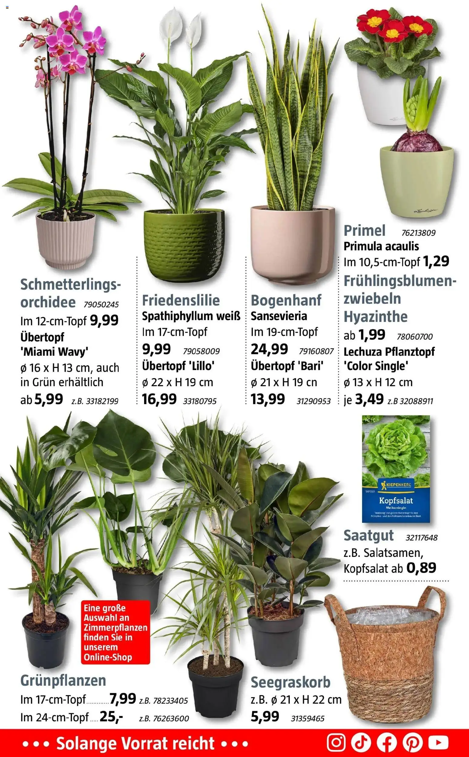 Bauhaus - BAUHAUS: Aktuelle Angebote – gültig ab 03.01.2026 | Seite: 11 | Produkte: Orchidee, Zwiebeln