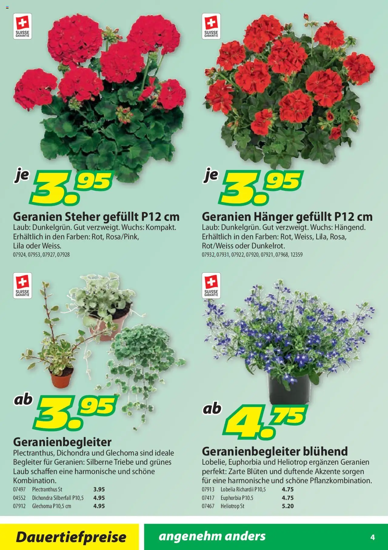 Landi Aktionen Geranien ab 17.03.2025 | Seite: 4