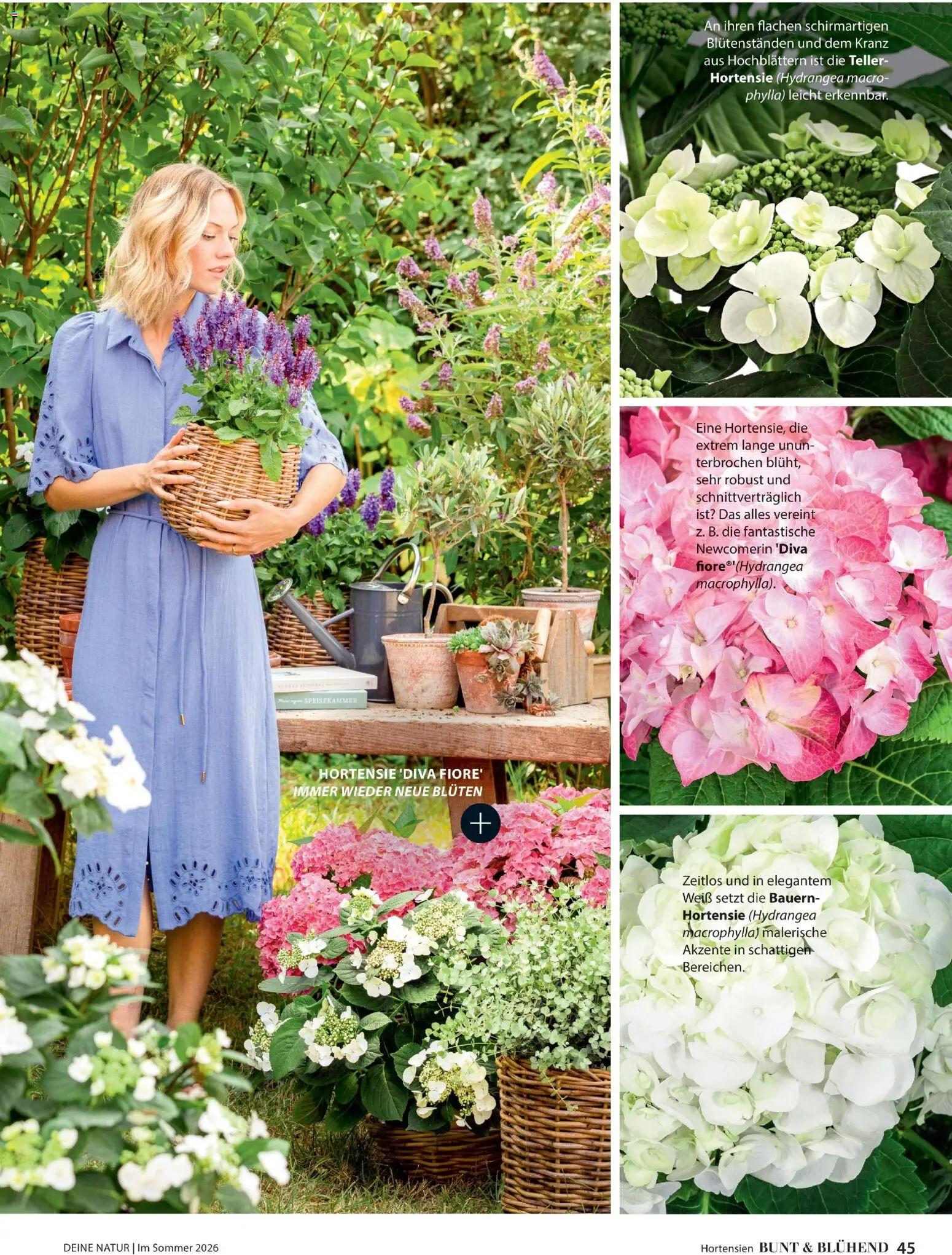 Dehner Prospekt 	 – gültig ab 17.04.2026 | Seite: 45 | Produkte: Hortensie