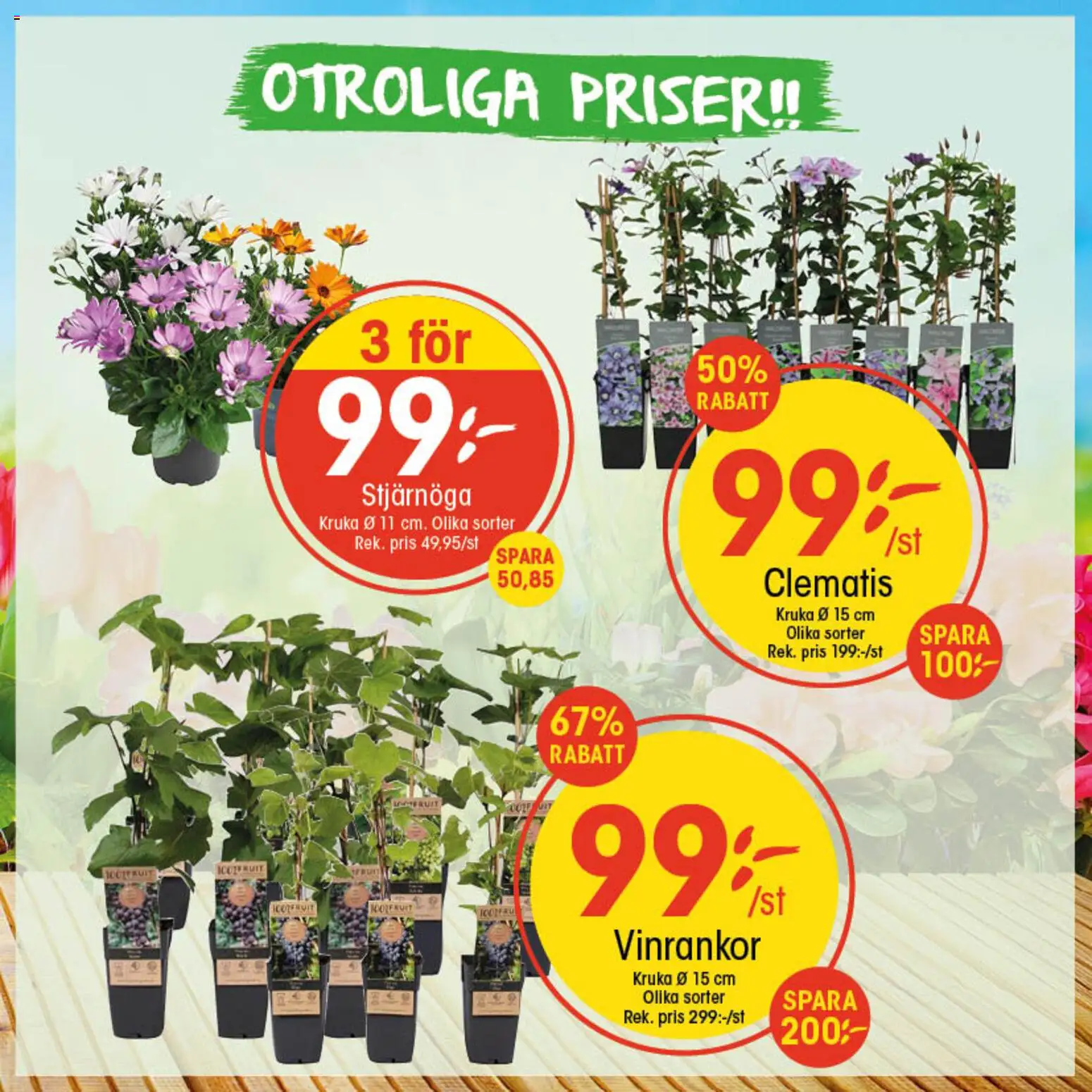 EKO reklamblad aktuell från 13.04.2026 | Sida: 2 | Produkter: Stjärnöga, Kruka