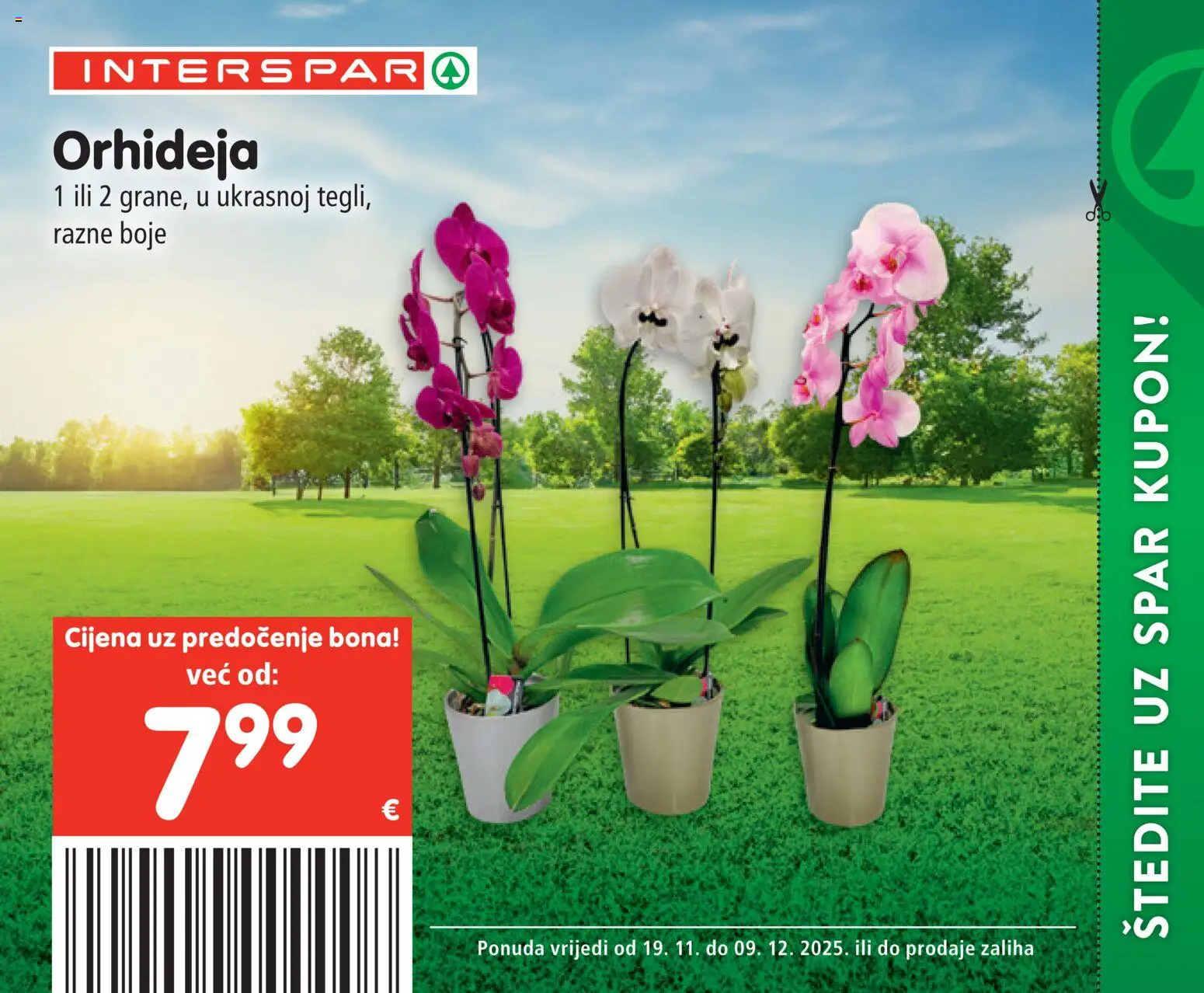 Interspar katalog | vrijedi od 19.11.2025 | Stranica: 74 | Proizvodi: Orhideja