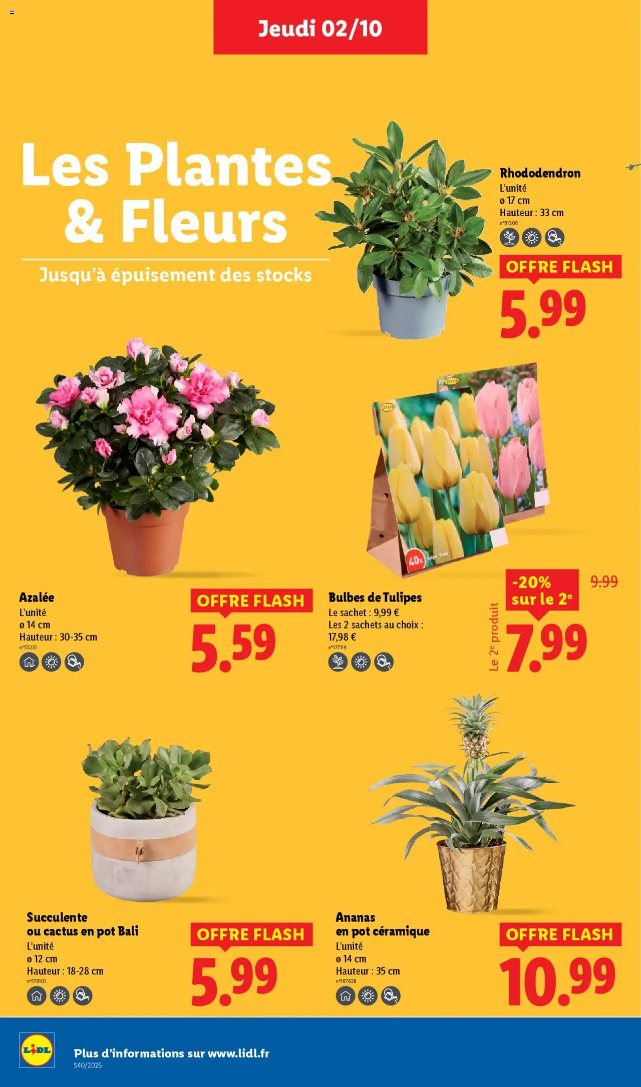  | Page: 28 | Produits: Bulbes de tulipes, Plantes, Tulipes, Ananas