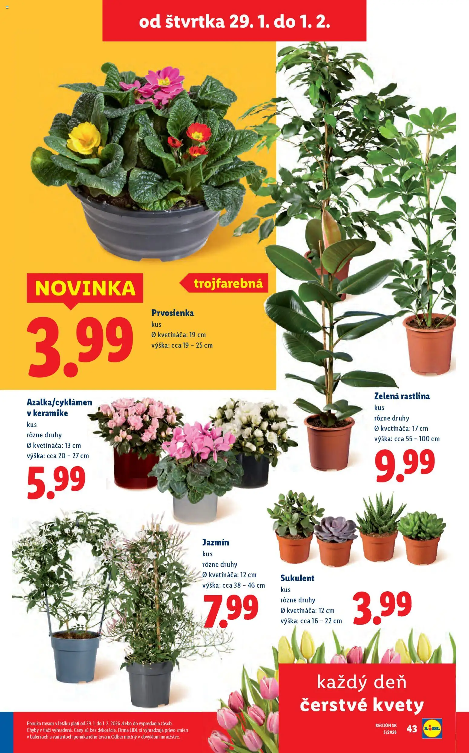 Nové Lidl akcie – leták je platný od 26.01.2026 | Strana: 81 | Produkty: Kvety