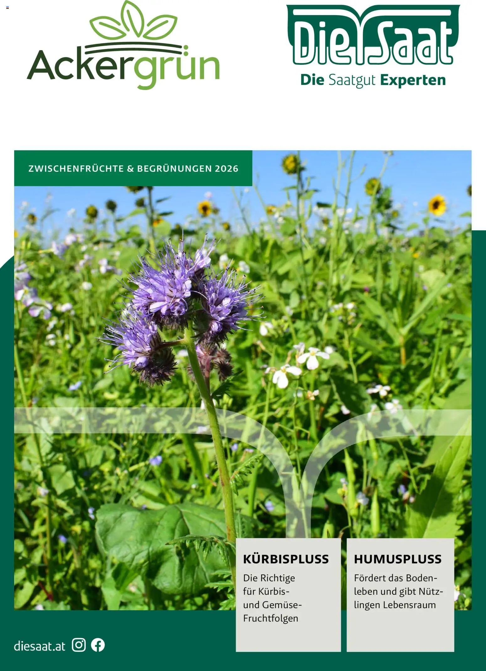 Lagerhaus Zwischenfrüchte und Begrünungen 2026 gültig ab 26.03.2026 | Seite: 1 | Produkte: Gemüse, Kürbis