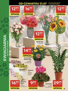 Delikatesy Centrum Gazetka od 31.07.2025 | Strona: 18 | Produkty: Goździk, Delikatesy, Doniczki, Kalanchoe