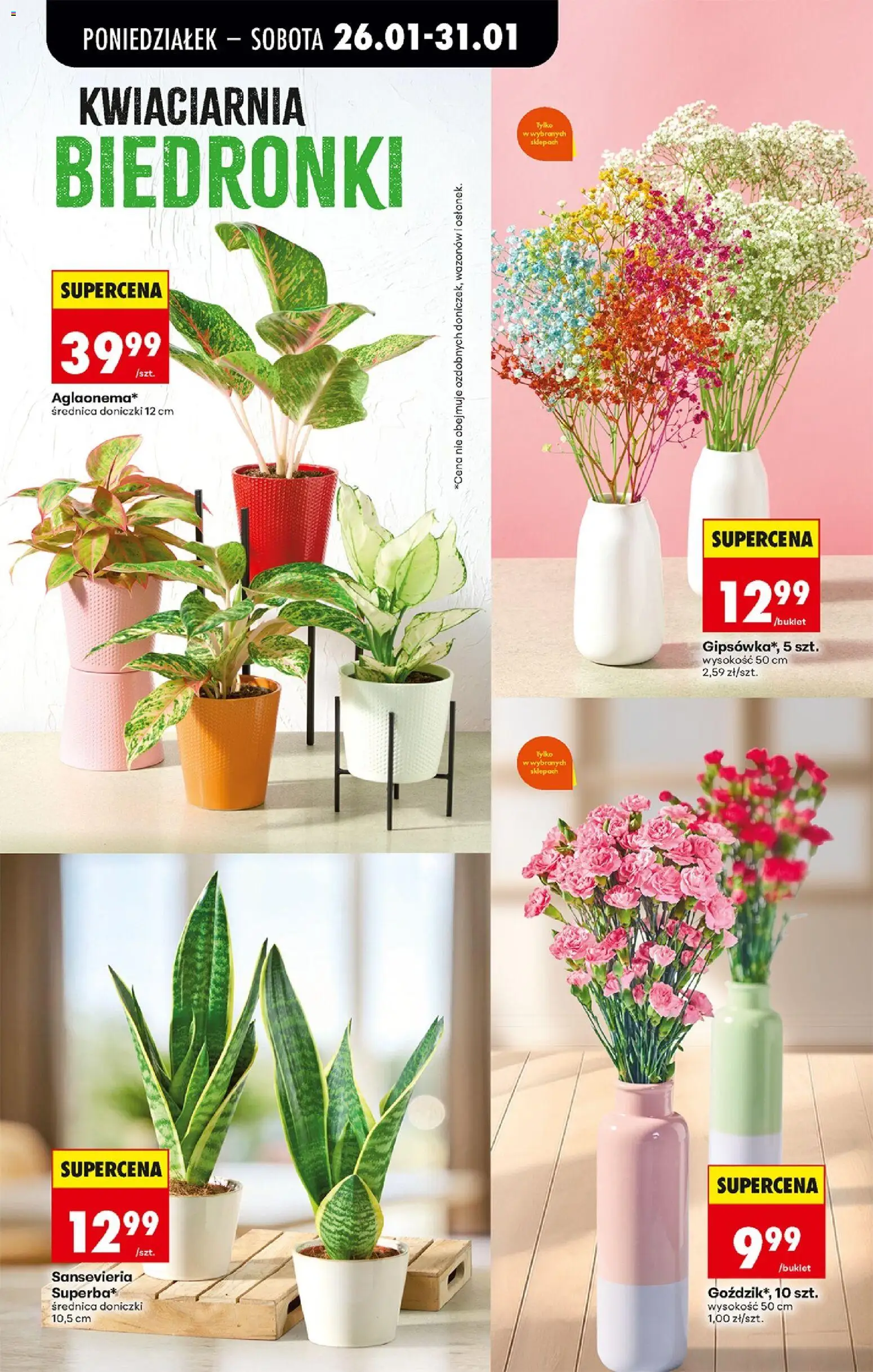 Biedronka gazetka od 26.01.2026 | Strona: 25 | Produkty: Goździk, Doniczki