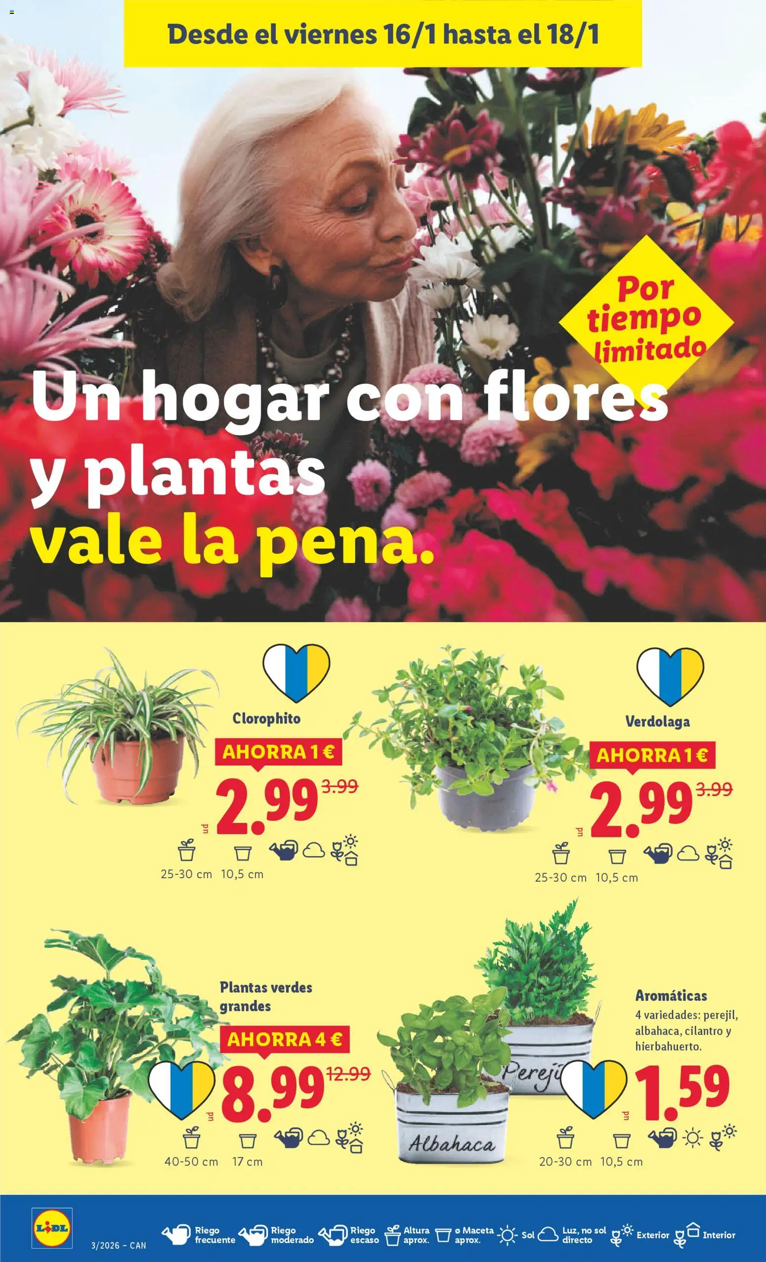 Lidl -Canarias │ válido desde el 12.01.2026 | Página: 26 | Productos: Maceta