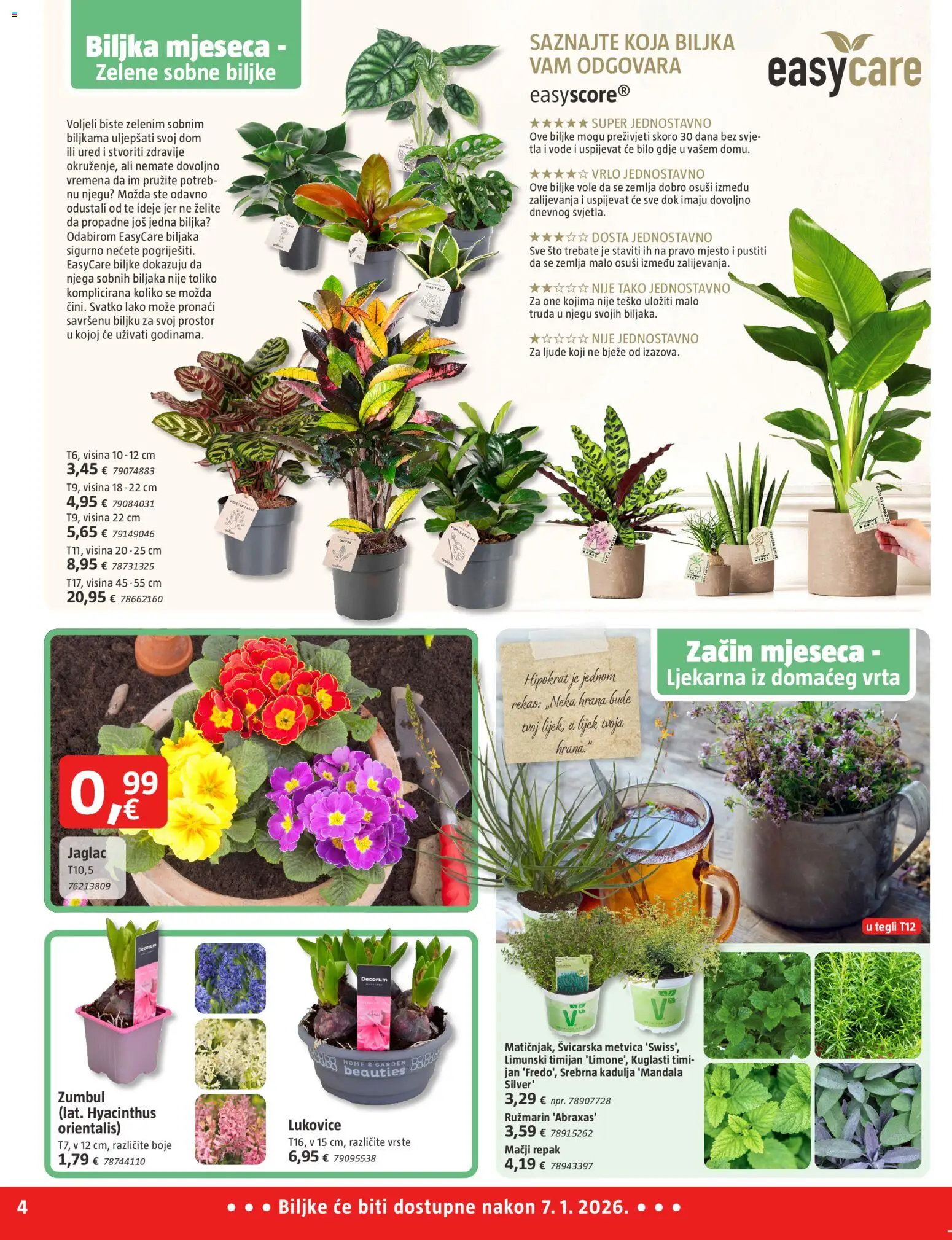 Bauhaus katalog | vrijedi od 01.01.2026 | Stranica: 4 | Proizvodi: Ružmarin