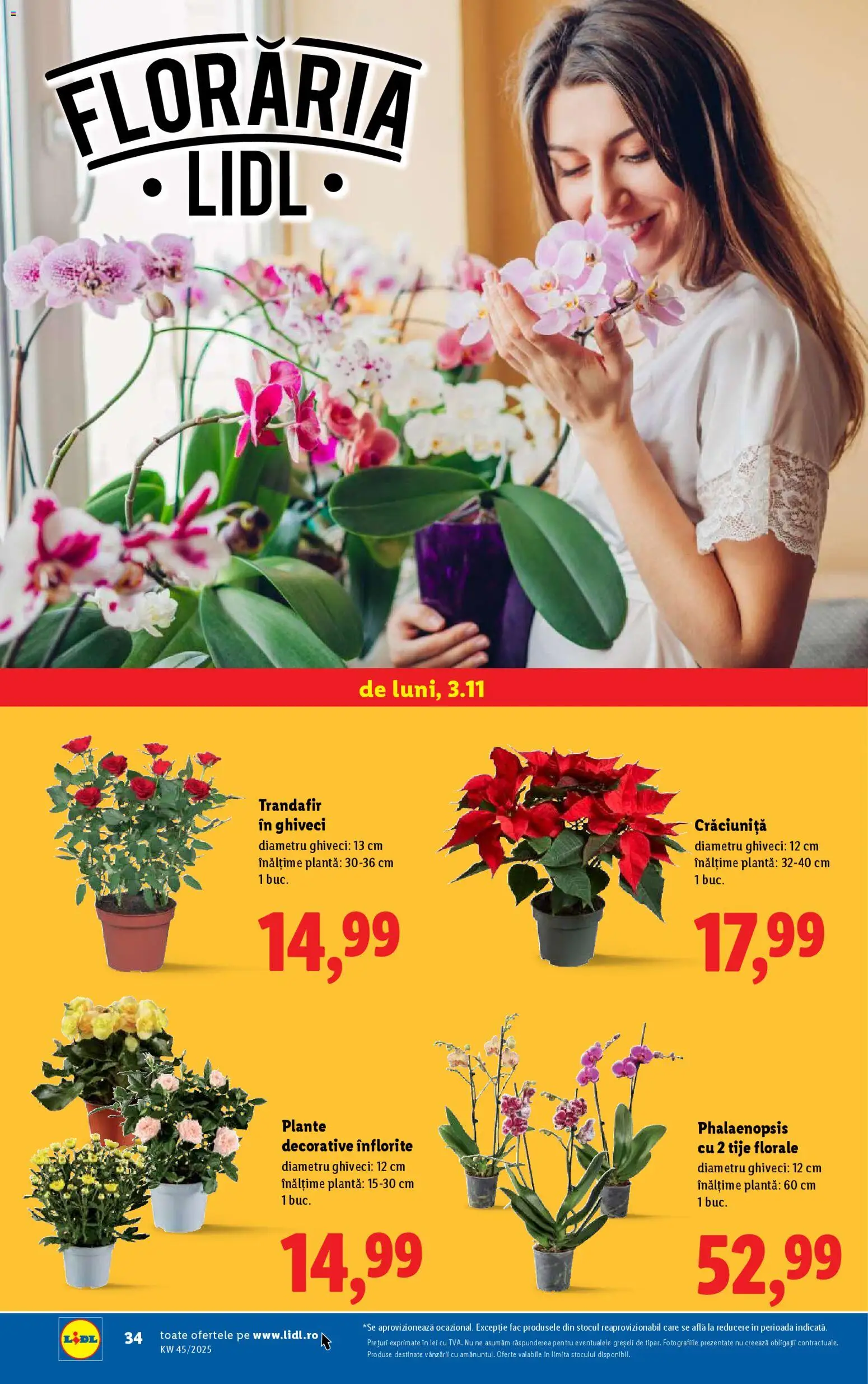 Noul catalog Lidl – valabil de la 03.11.2025 | Pagină: 34 | Produse: Trandafir, Ghiveci