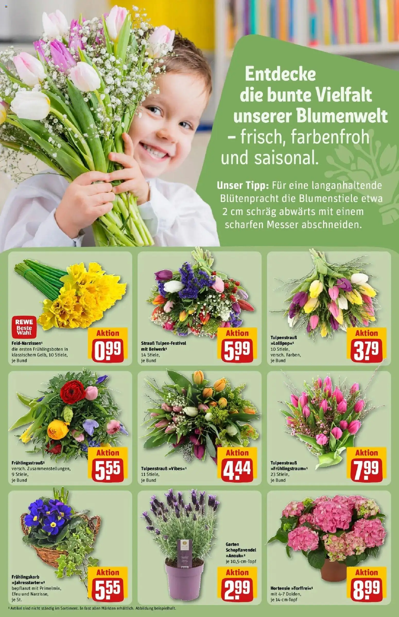 Rewe Prospekt Heidelberg/Handschuhsheim	 – gültig ab 15.03.2026 | Seite: 21 | Produkte: Hortensie