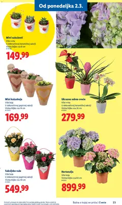 Lidl katalog Bašta o kojoj se priča - pregled Lidl kataloga - važi od 26.02.2026 | Strana: 23 | Proizvode: Kalanhoja, Ruze, Cvece