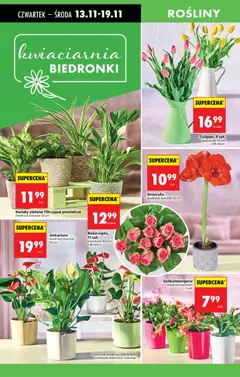 Pogląd oferty "Anturium, średnica doniczki 12 cm" - ważna od 13.11.2025 | Strona: 83